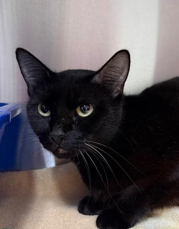 Enlarge Lynn, a Adoptable Domestic Short Hair in Yankton, SD image 2/3