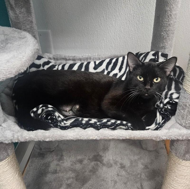 Enlarge Lynn, a Adoptable Domestic Short Hair in Yankton, SD image 3/3