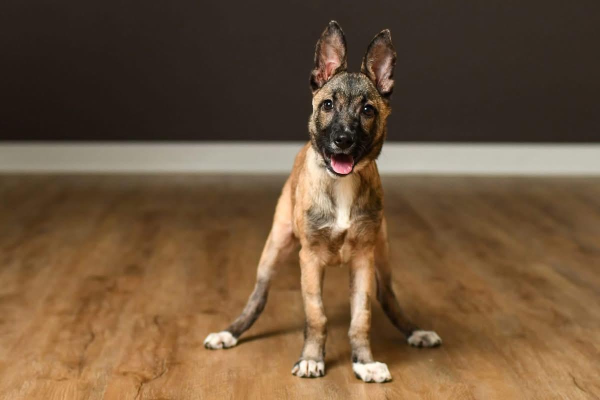 Fiesta, Adoptable, Puppy Female Belgian Shepherd / Malinois.