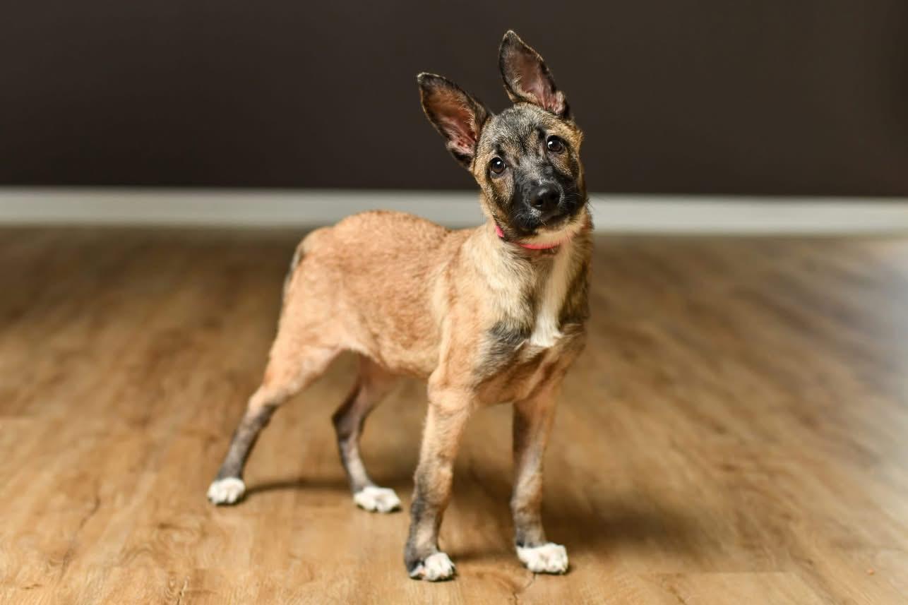 Fiesta, a Adoptable mixed breed in Grove City, OH image 5/6