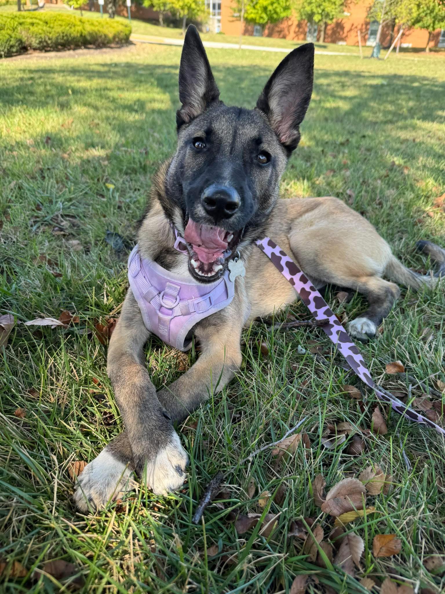 Fiesta, a Adoptable mixed breed in Grove City, OH image 3/6