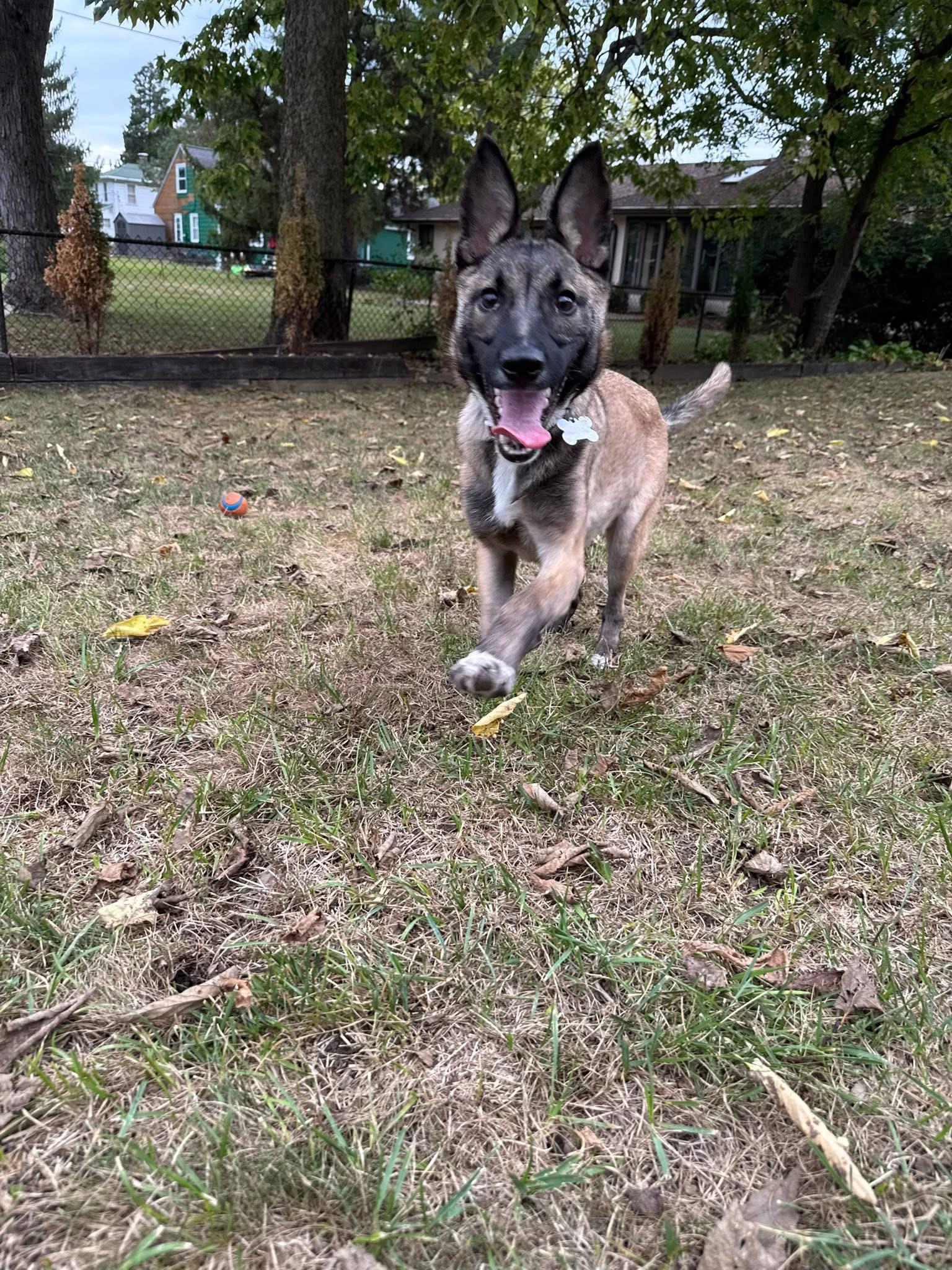 Fiesta, a Adoptable mixed breed in Grove City, OH image 6/6