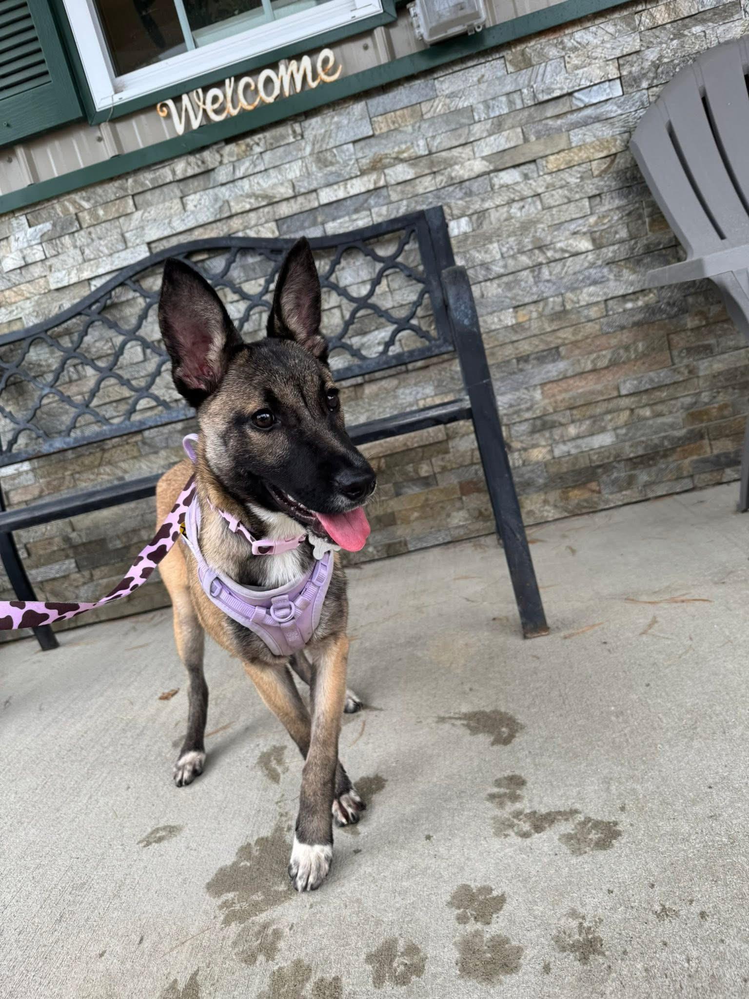 Fiesta, a Adoptable mixed breed in Grove City, OH image 1/6