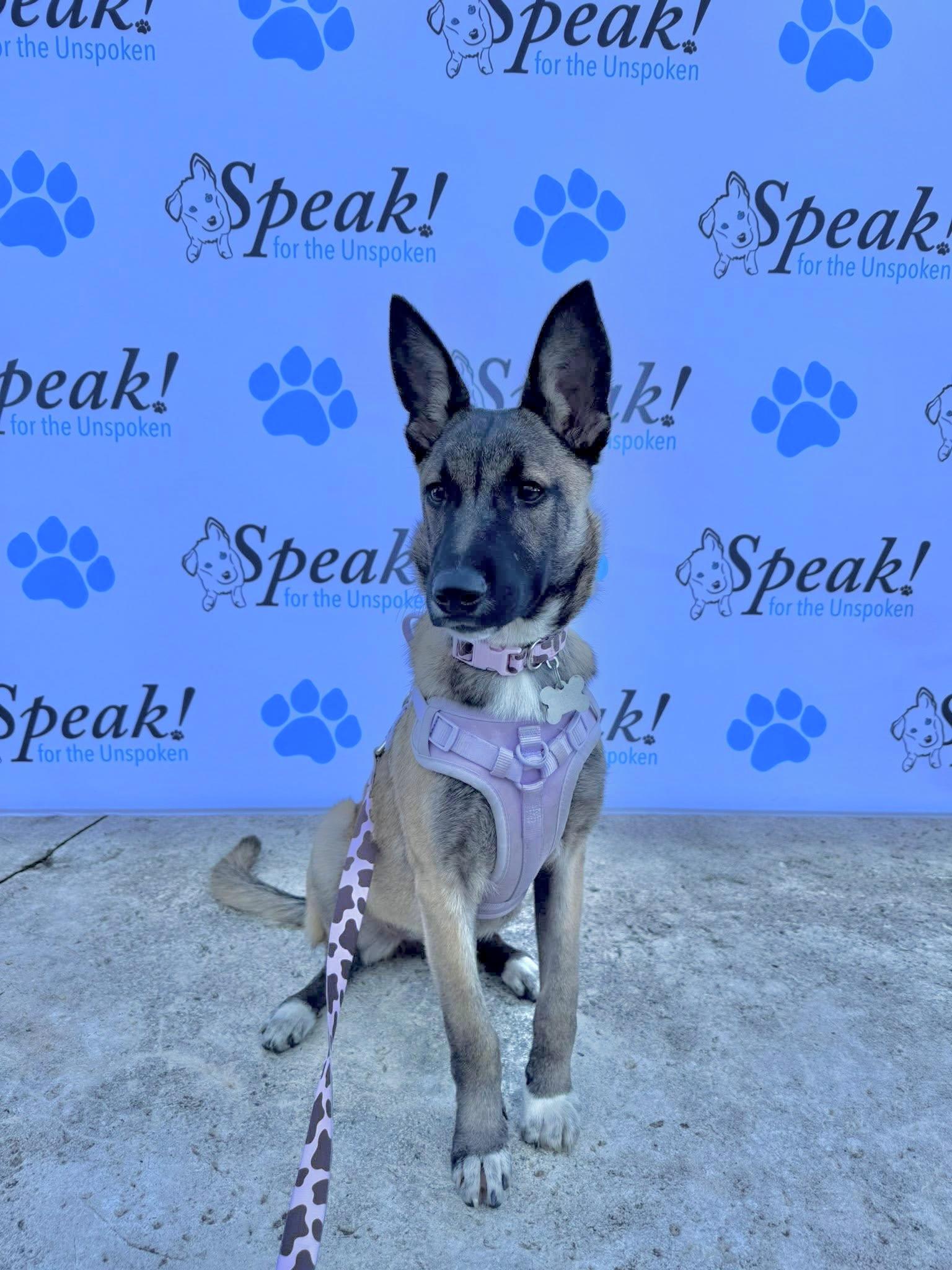 Fiesta, a Adoptable mixed breed in Grove City, OH image 2/6