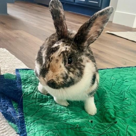 Toastie, Adoptable, Adult Female Harlequin.