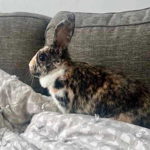 Toastie, a Adoptable Harlequin in Salt Lake City, UT image 6/6