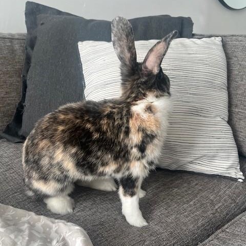 Toastie, a Adoptable Harlequin in Salt Lake City, UT image 4/6