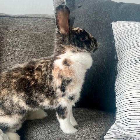 Toastie, a Adoptable Harlequin in Salt Lake City, UT image 5/6