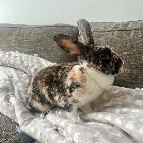 Toastie, a Adoptable Harlequin in Salt Lake City, UT image 2/6