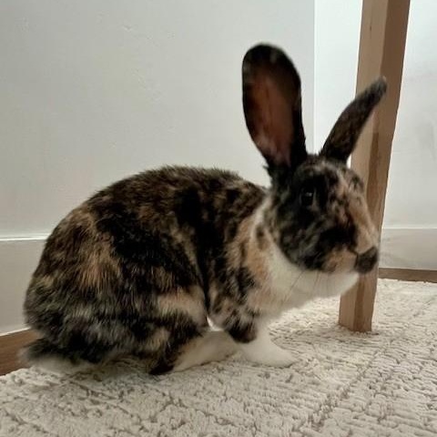 Toastie, a Adoptable Harlequin in Salt Lake City, UT image 3/6