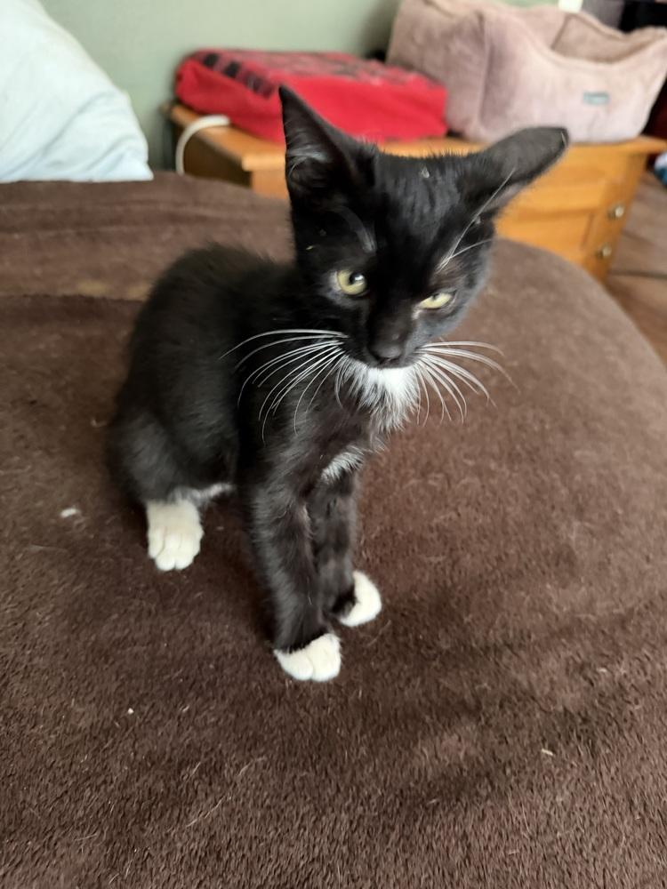Cowboy, Adoptable, Kitten Male Domestic Short Hair.