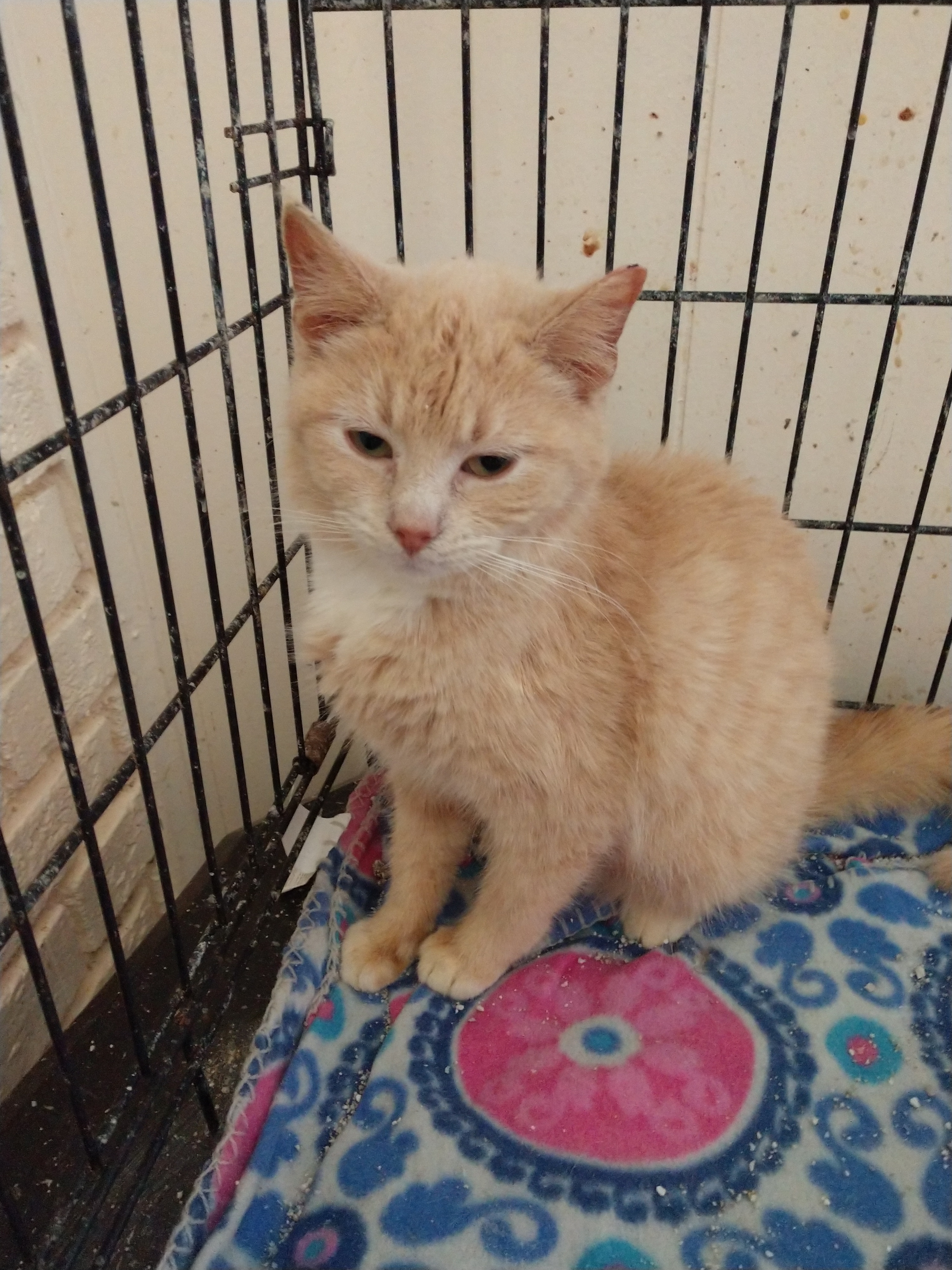 Buttercup, a Adoptable mixed breed in North Myrtle Beach, SC image 1/4