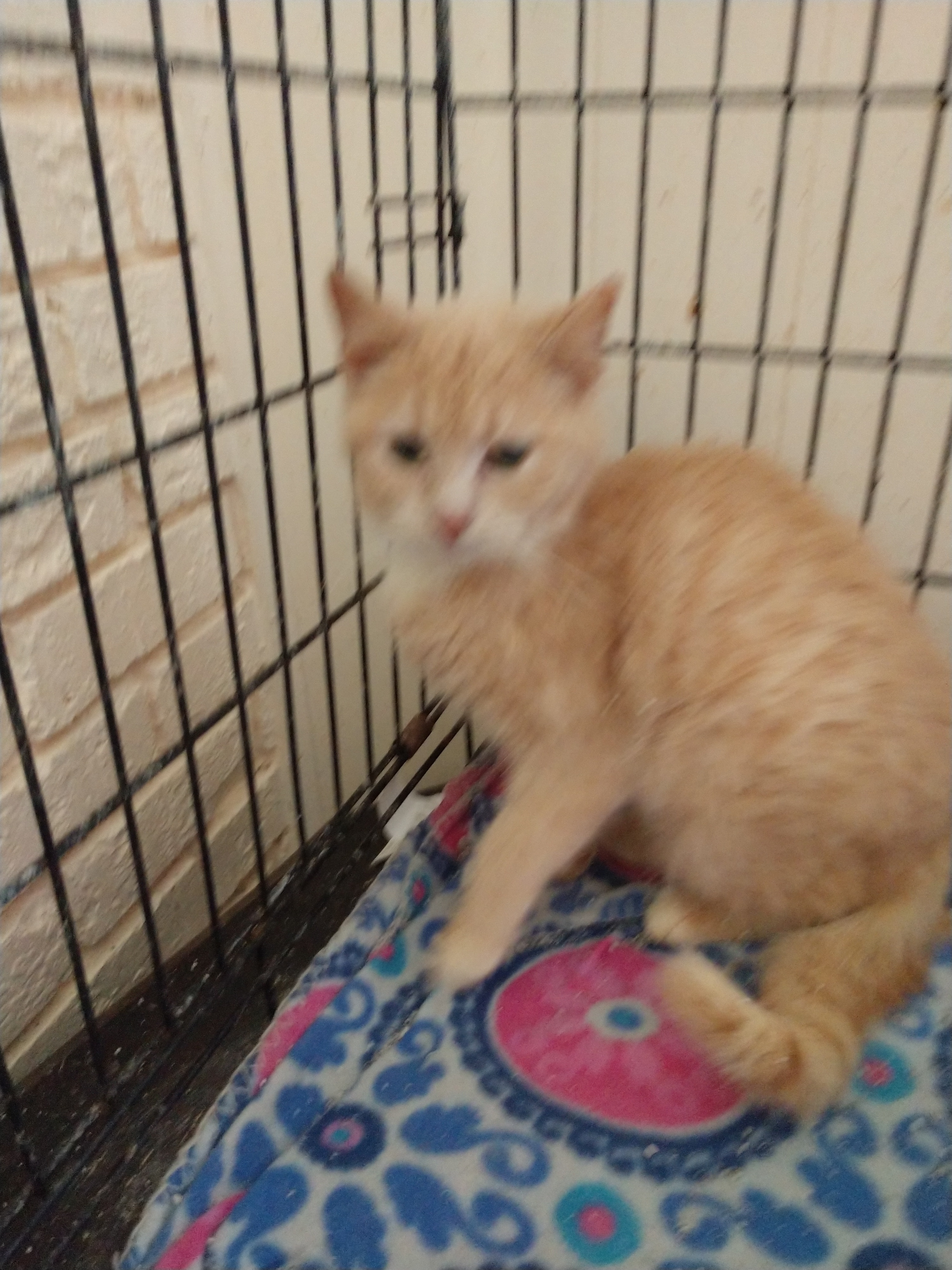 Buttercup, Adoptable, Adult Female Domestic Short Hair & Tabby.
