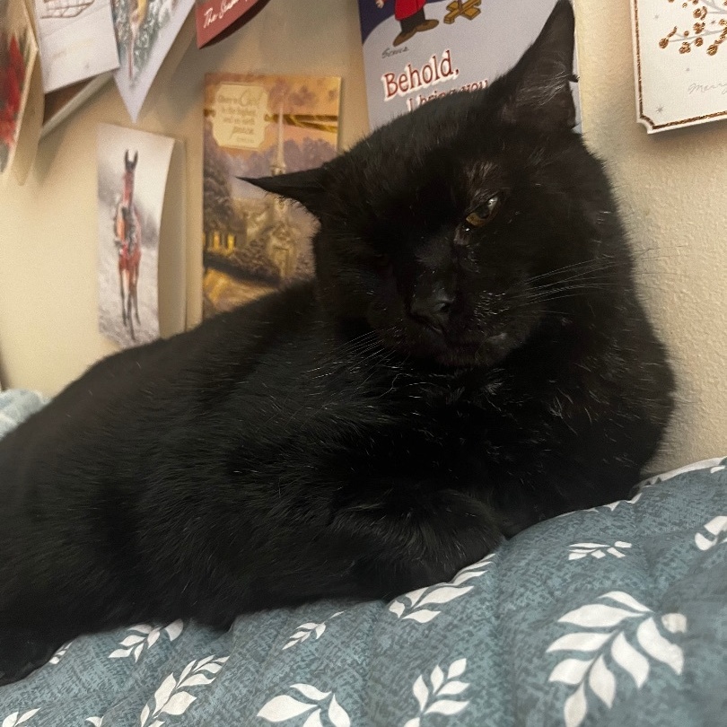 Enlarge Romeo aka Sassafras, an adoptable Domestic Short Hair in FITCHBURG, MA image 2/6