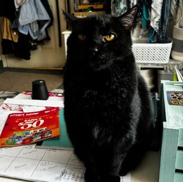 Romeo aka Sassafras, adoptable, Adult Male Domestic Short Hair.