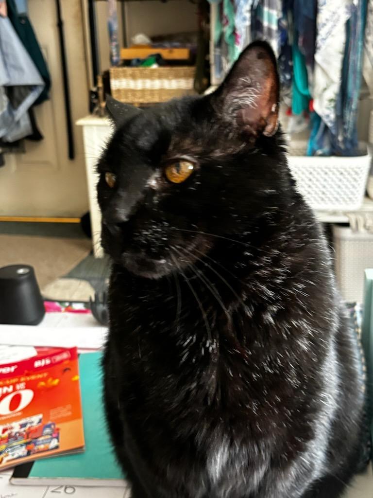 Enlarge Romeo aka Sassafras, an adoptable Domestic Short Hair in FITCHBURG, MA image 1/6