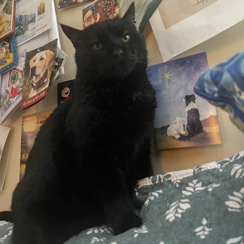 Enlarge Romeo aka Sassafras, an adoptable Domestic Short Hair in FITCHBURG, MA image 3/6