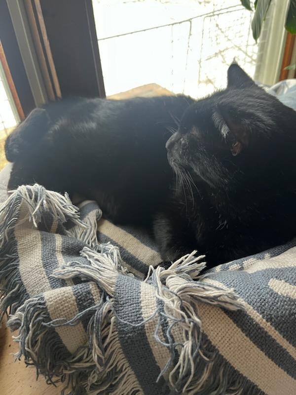 Enlarge Romeo aka Sassafras, an adoptable Domestic Short Hair in FITCHBURG, MA image 4/6