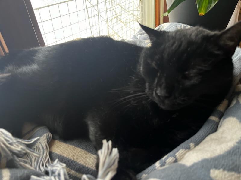 Enlarge Romeo aka Sassafras, an adoptable Domestic Short Hair in FITCHBURG, MA image 5/6