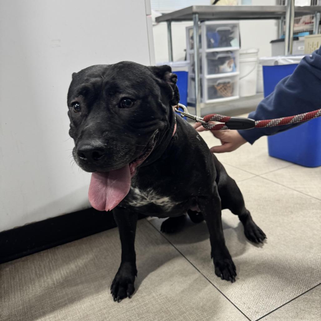 Bella, Adoptable, Adult Female Pit Bull Terrier.