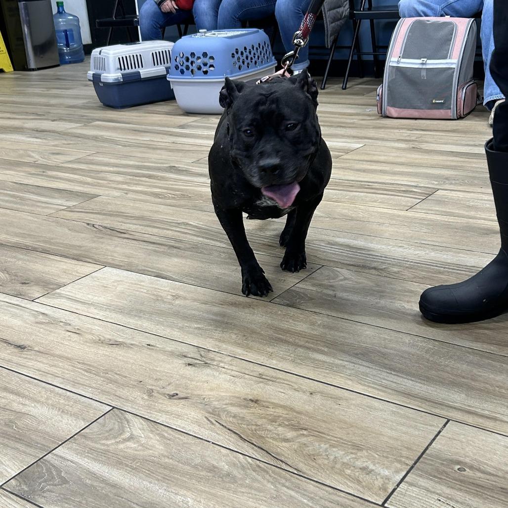 Enlarge Bella, a Adoptable Pit Bull Terrier in Weimar, CA image 2/2