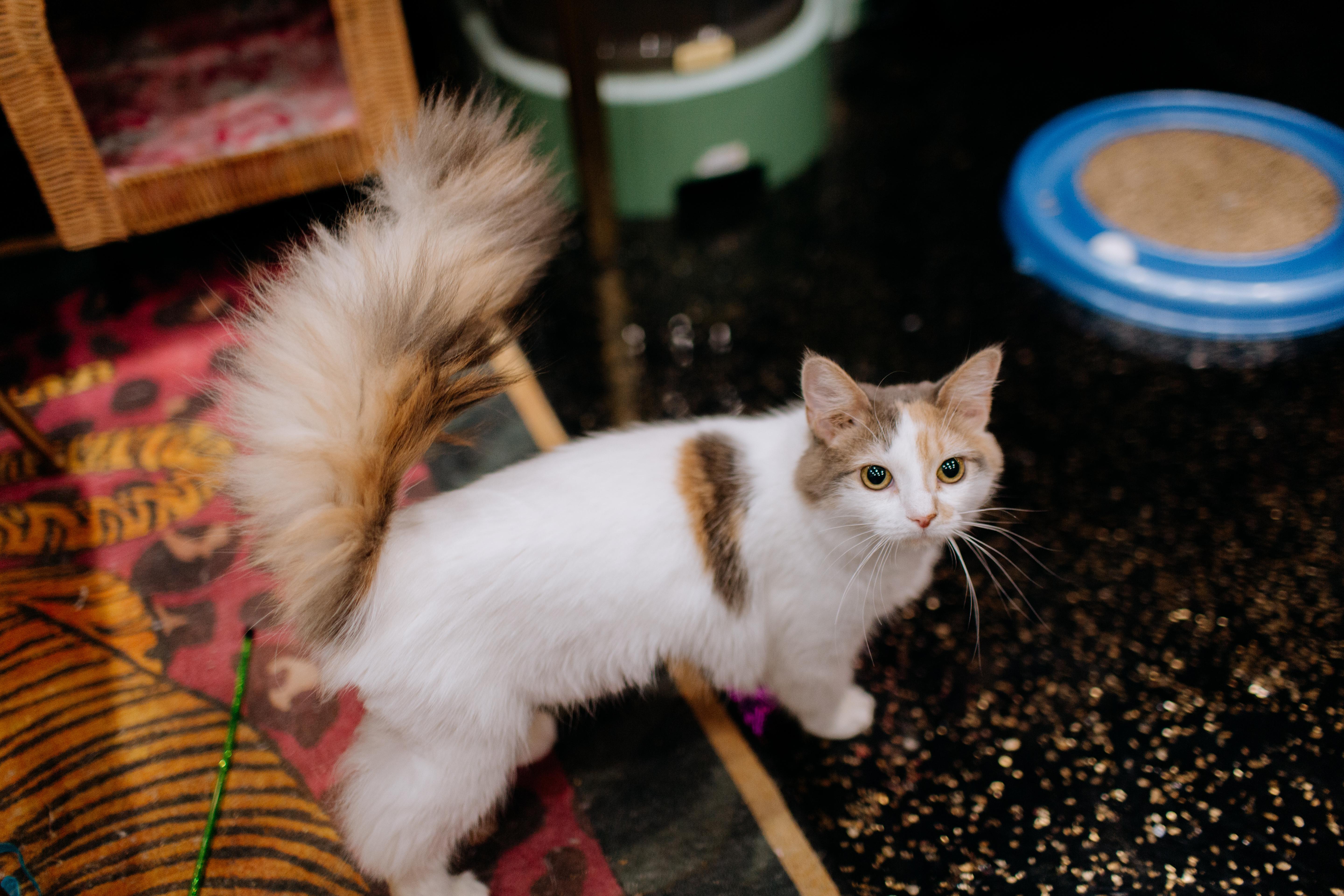 Dolly & Jolene, Adoptable, Young Female Calico & Dilute Calico.