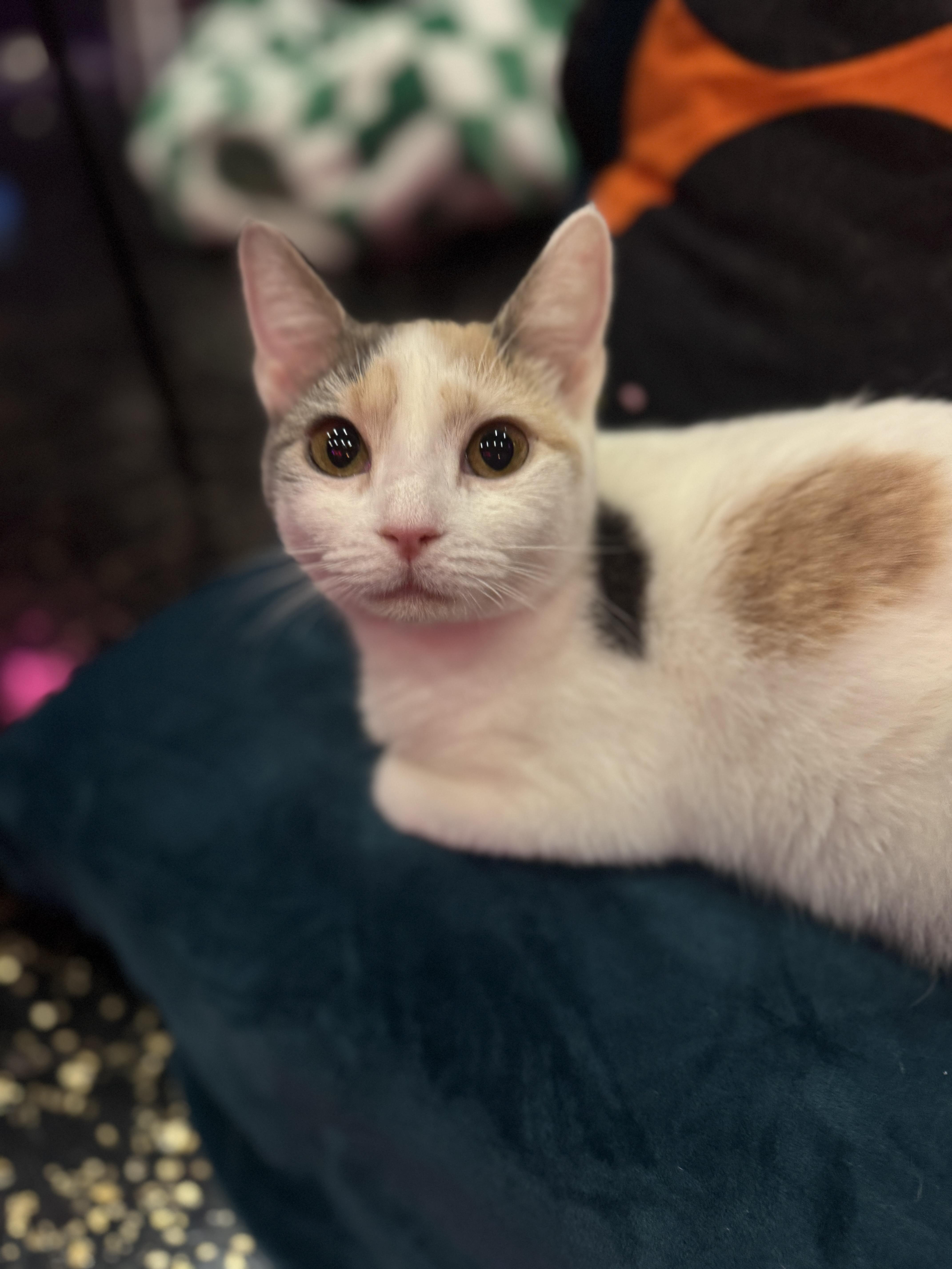 Enlarge Dolly & Jolene, a Adoptable mixed breed in Kennebunk , ME image 5/6