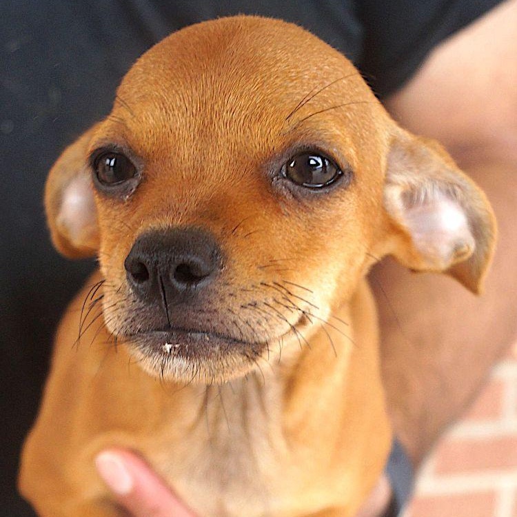 Finn, Baby Male Chihuahua