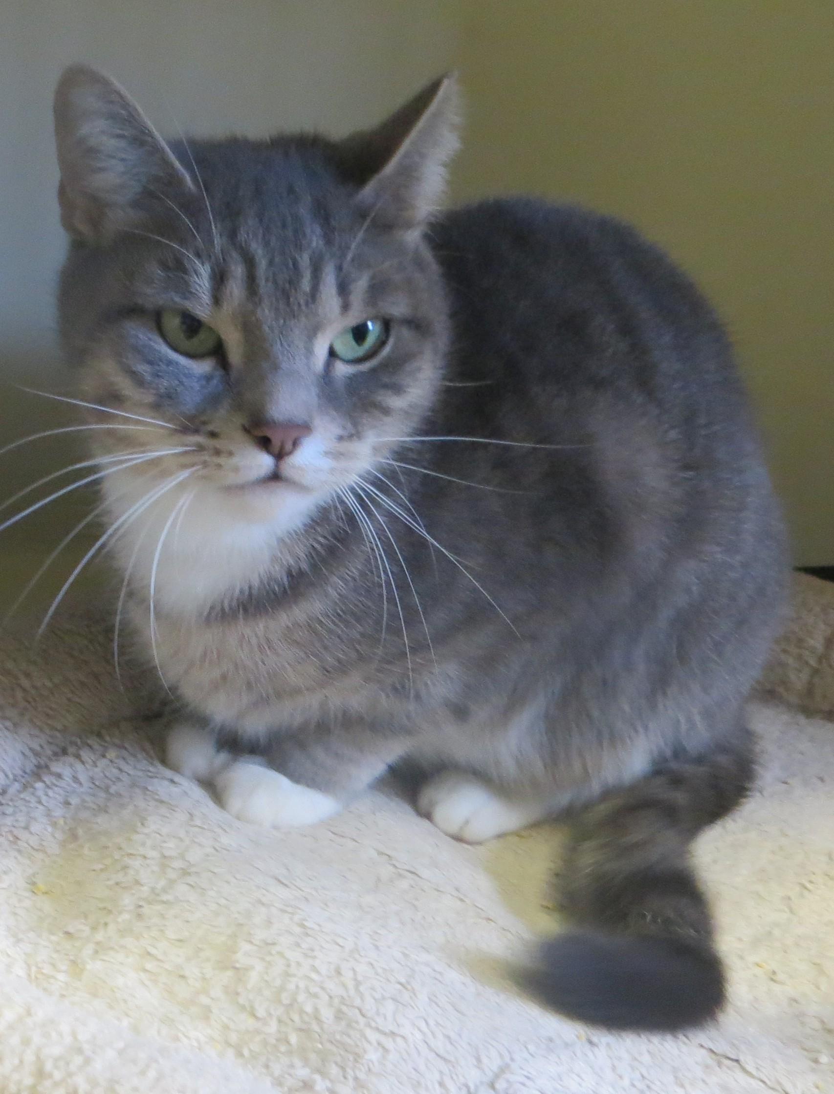 Enlarge LOUISE, a Adoptable Tiger in Taunton, MA image 5/5