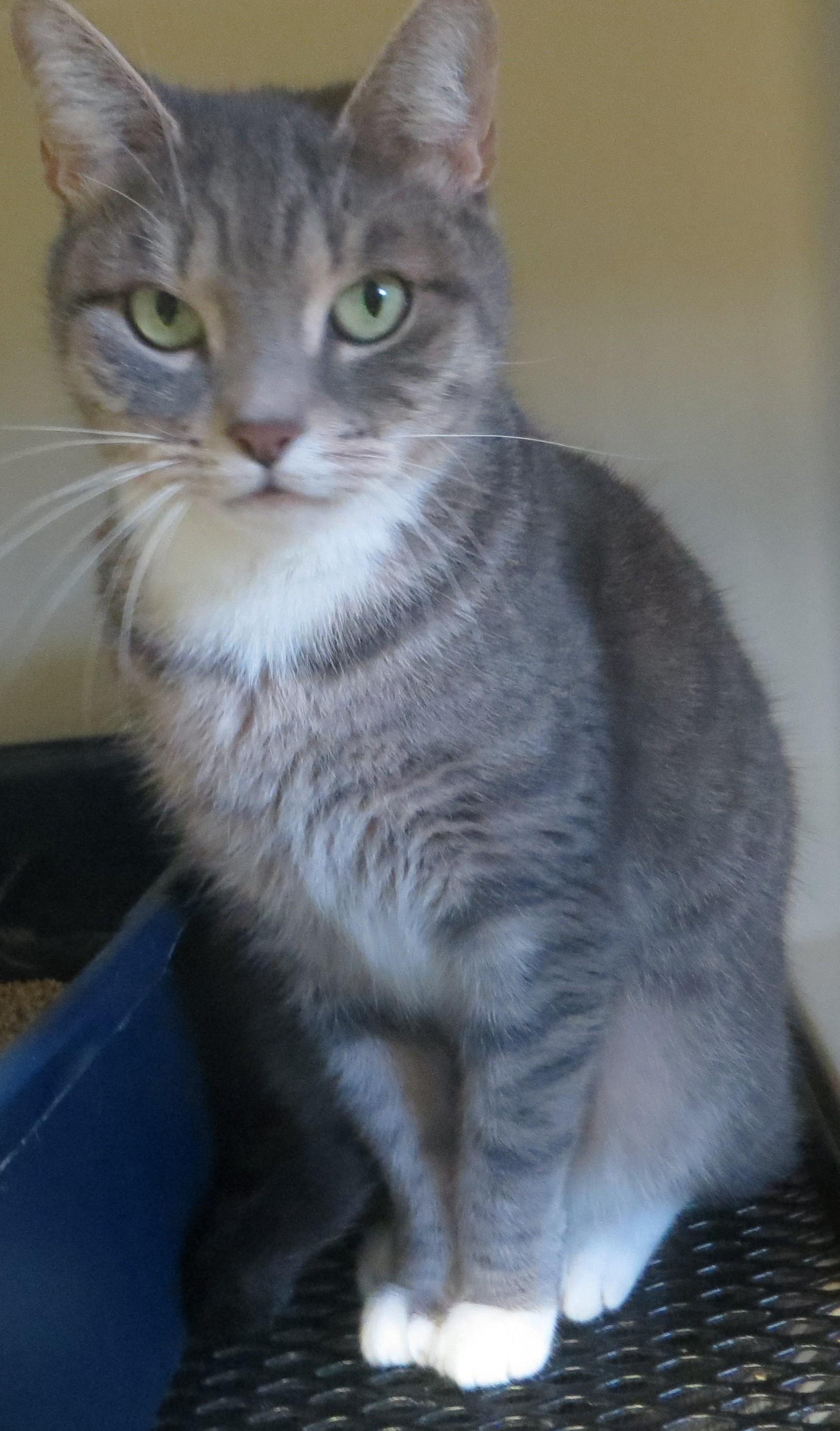 Enlarge LOUISE, a Adoptable Tiger in Taunton, MA image 3/5