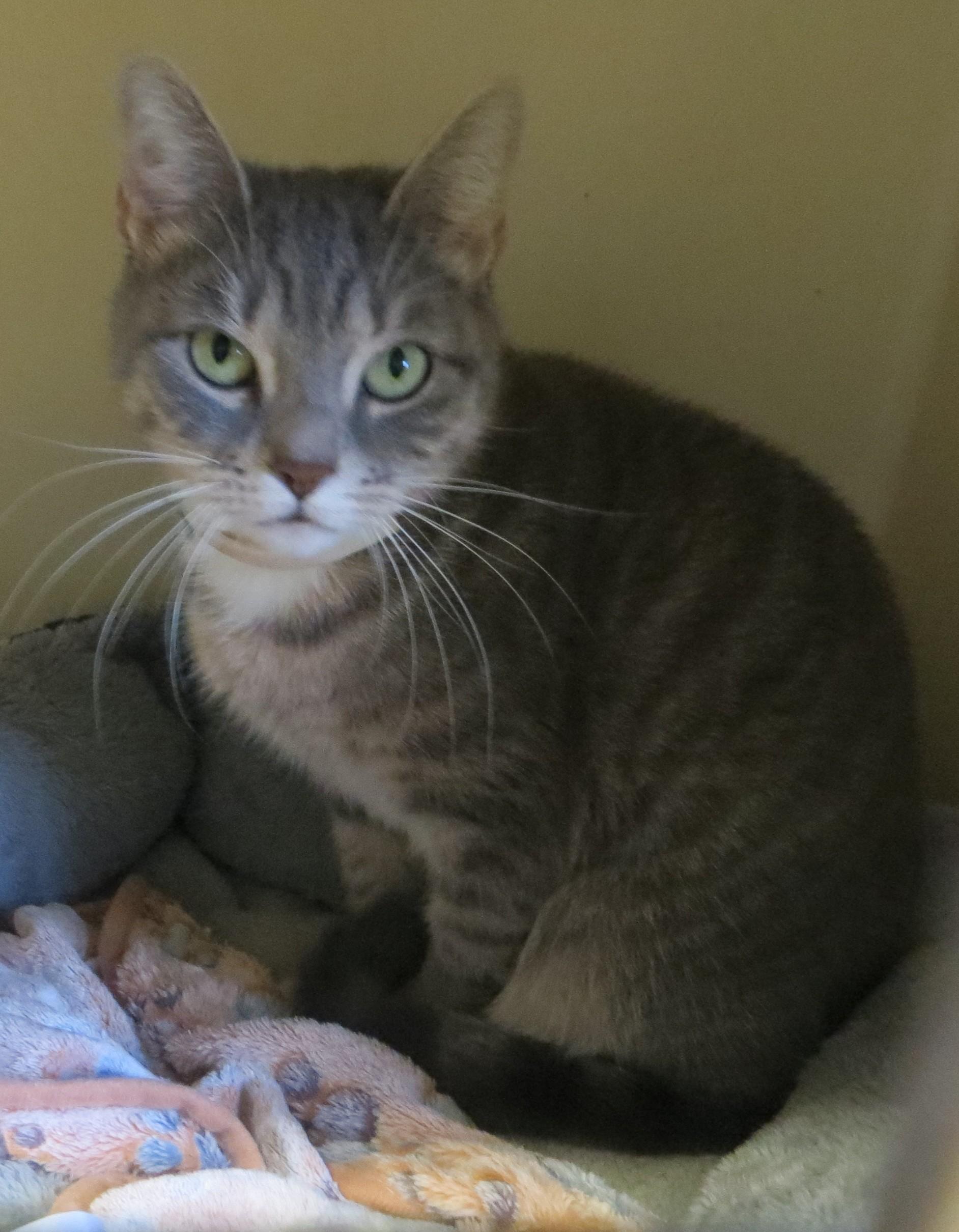 Enlarge LOUISE, a Adoptable Tiger in Taunton, MA image 4/5