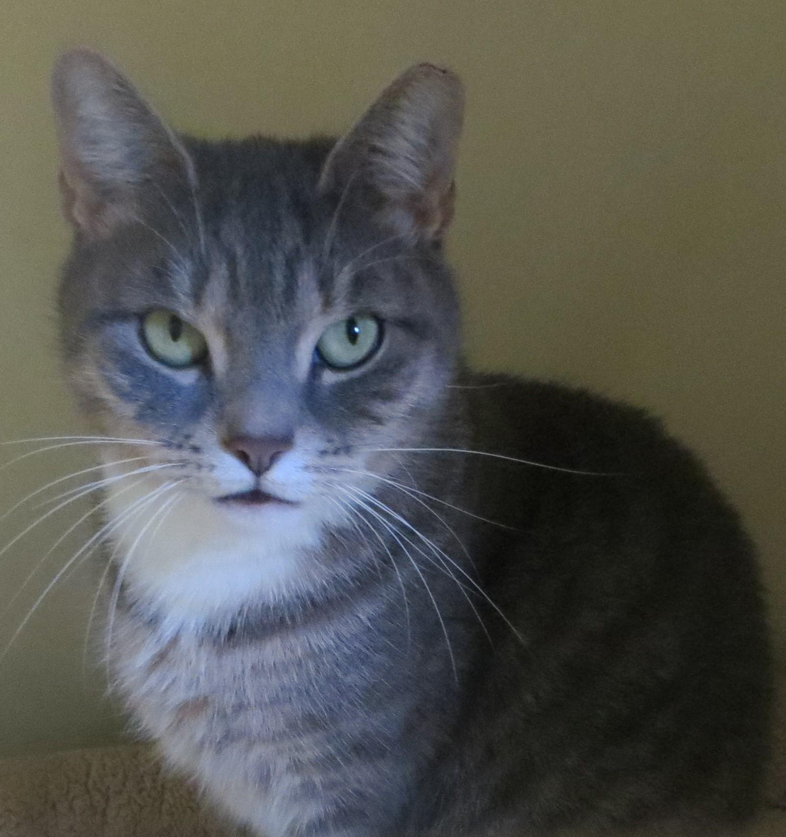 Enlarge LOUISE, a Adoptable Tiger in Taunton, MA image 2/5