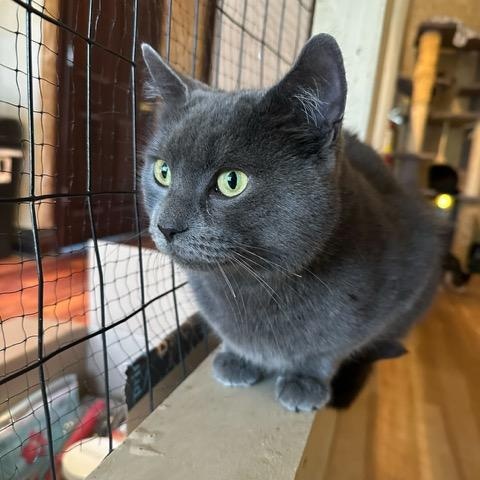 Enlarge Lainey, an adopted Domestic Short Hair in East Brunswick, NJ image 3/3