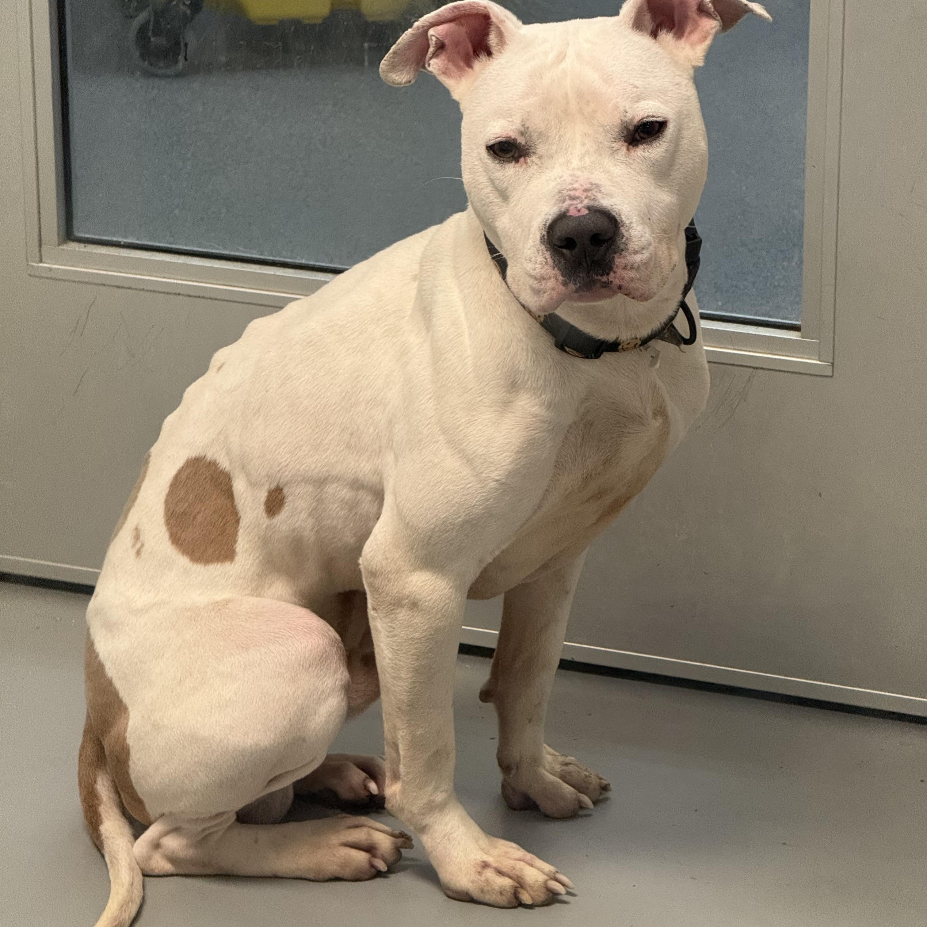 Casper, a Adoptable mixed breed in Yonkers, NY image 4/6