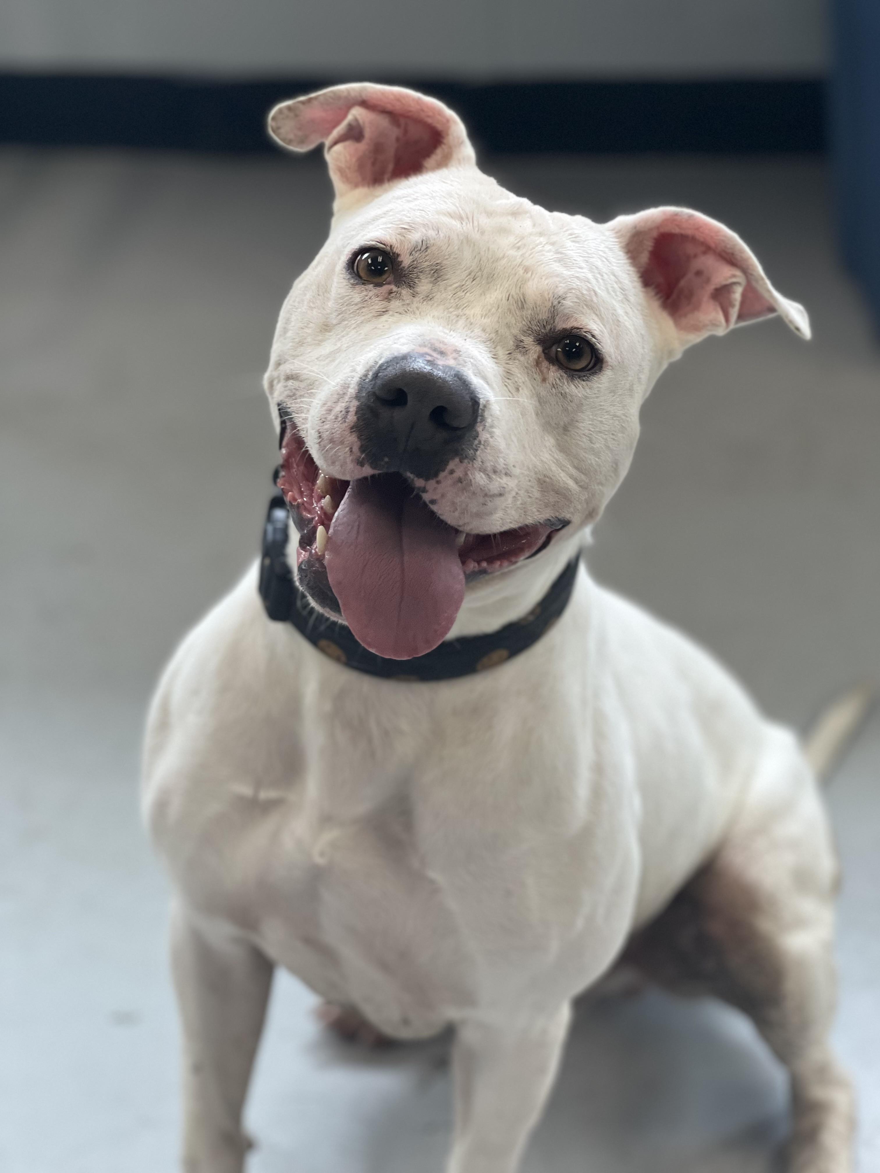 Casper, a Adoptable mixed breed in Yonkers, NY image 1/6