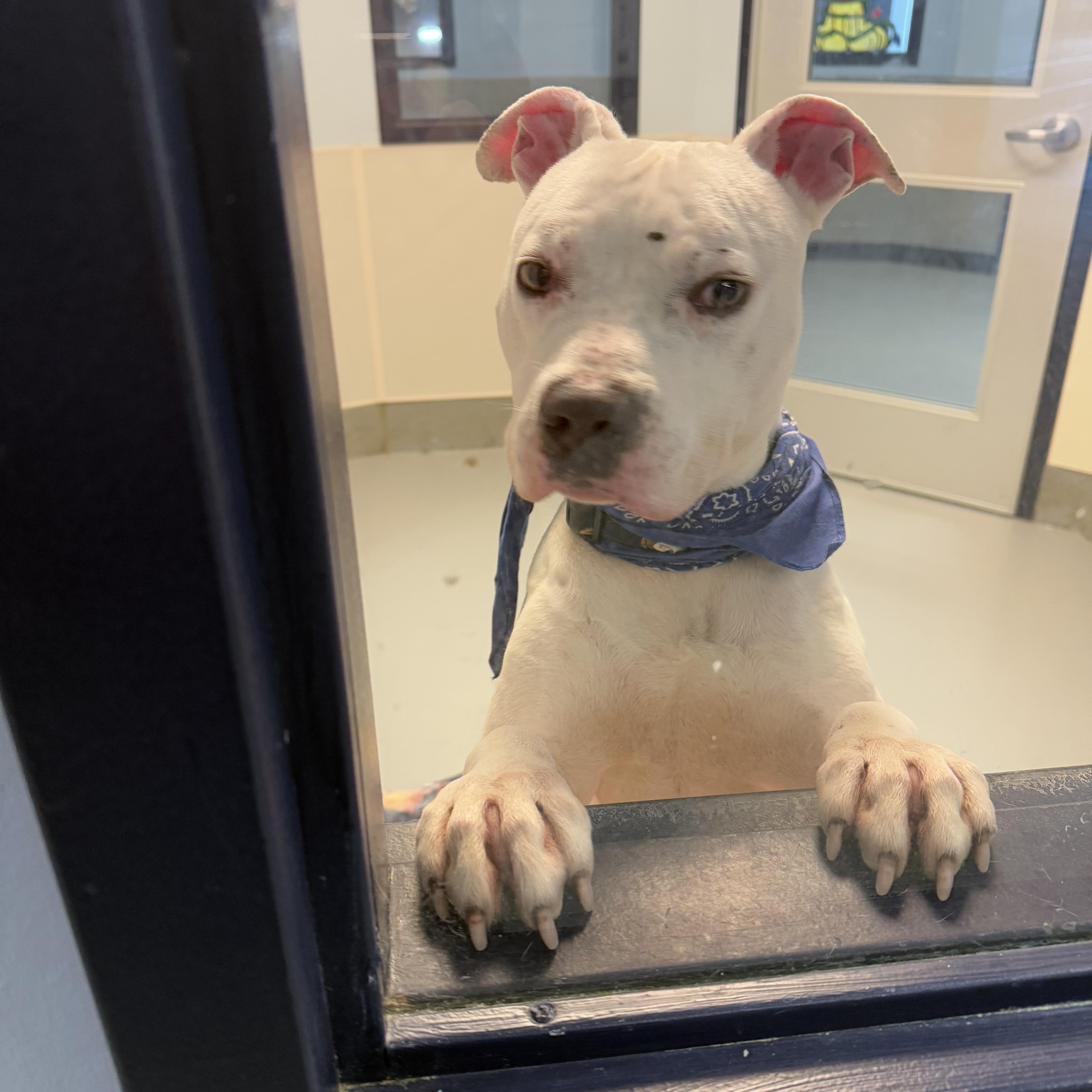 Casper, a Adoptable mixed breed in Yonkers, NY image 3/6