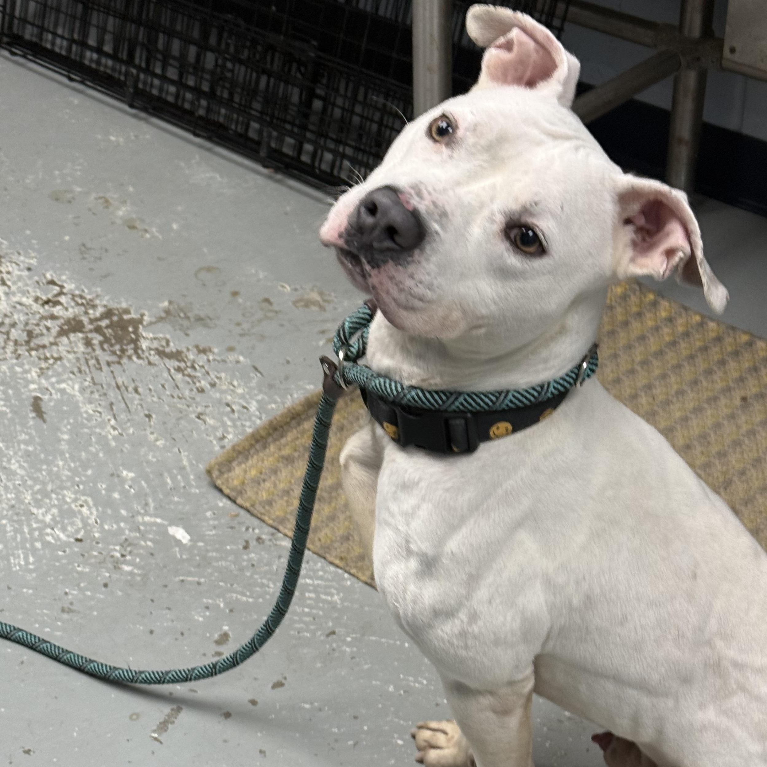 Casper, a Adoptable mixed breed in Yonkers, NY image 5/6