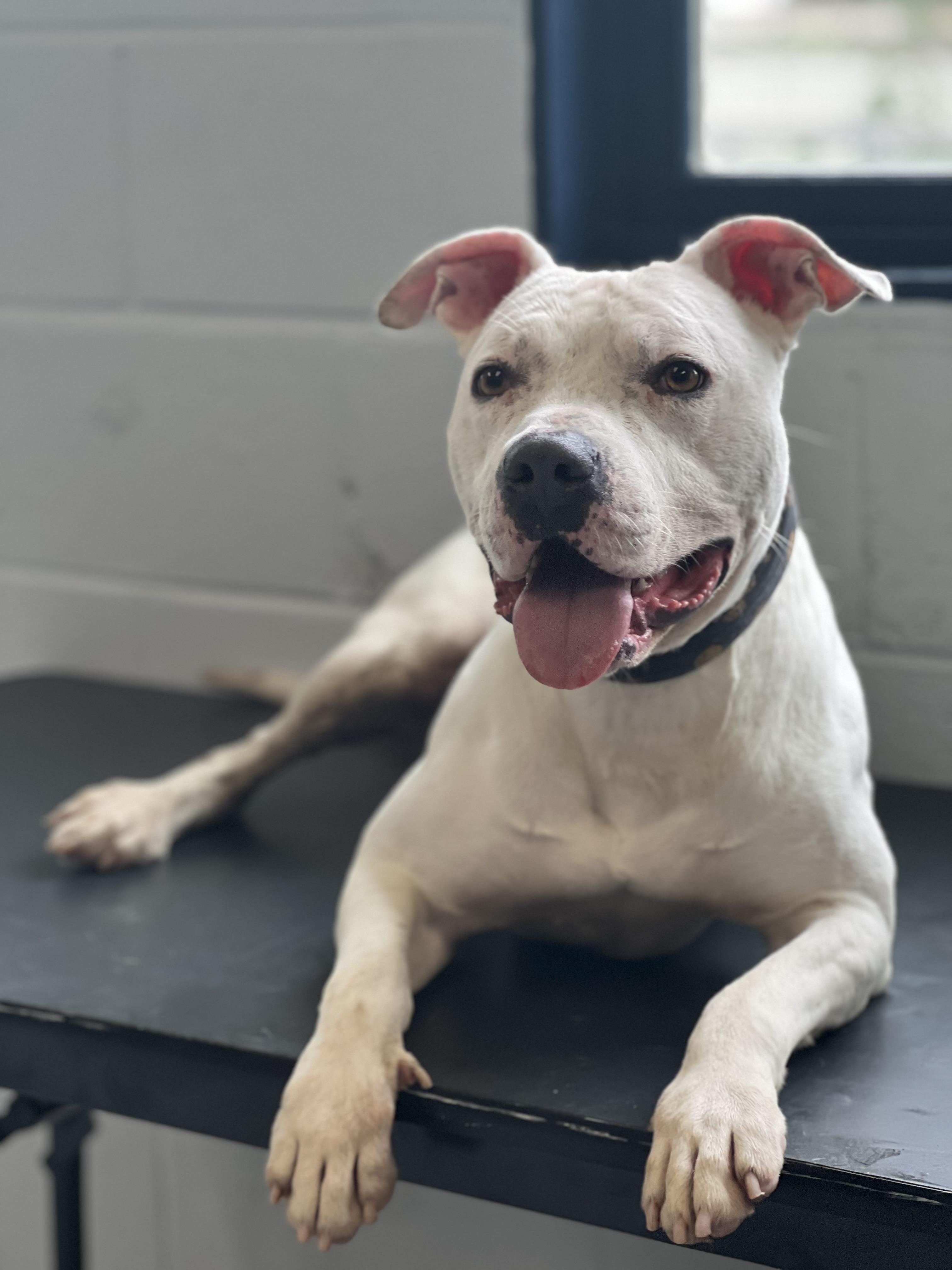 Casper, a Adoptable mixed breed in Yonkers, NY image 2/6