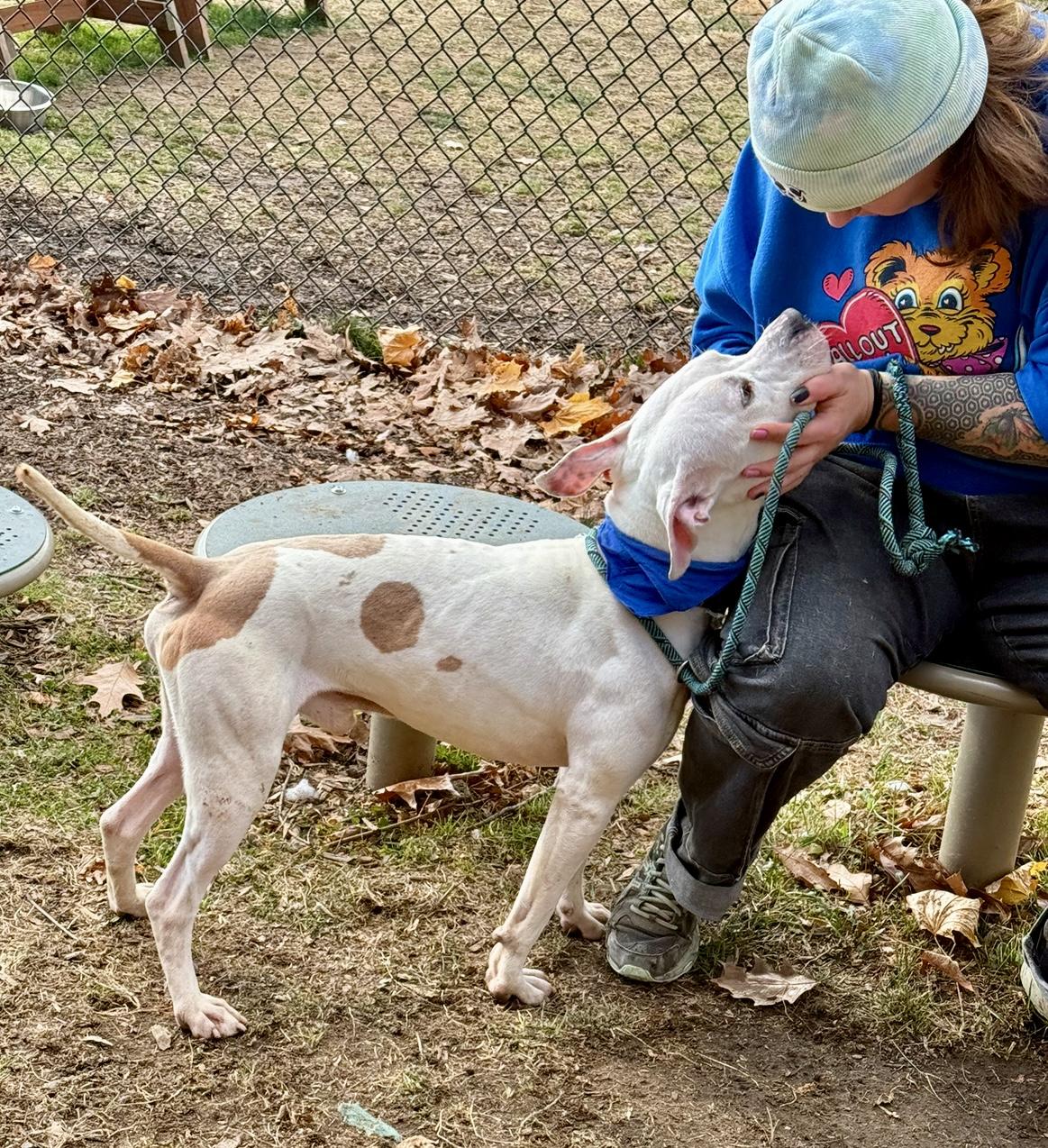 Casper, a Adoptable mixed breed in Yonkers, NY image 6/6