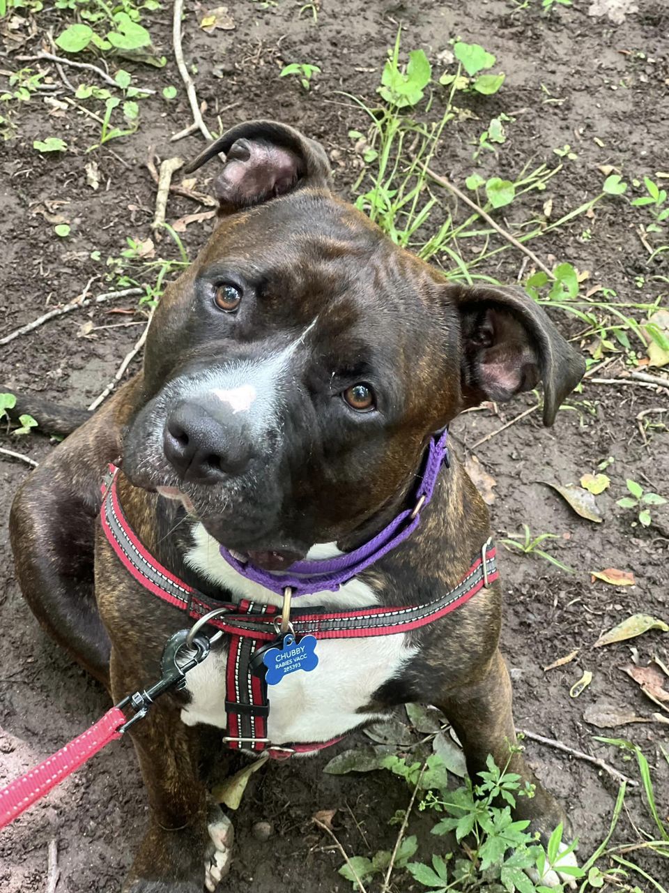 Chubby, a Adoptable mixed breed in Irvington, NY image 6/6