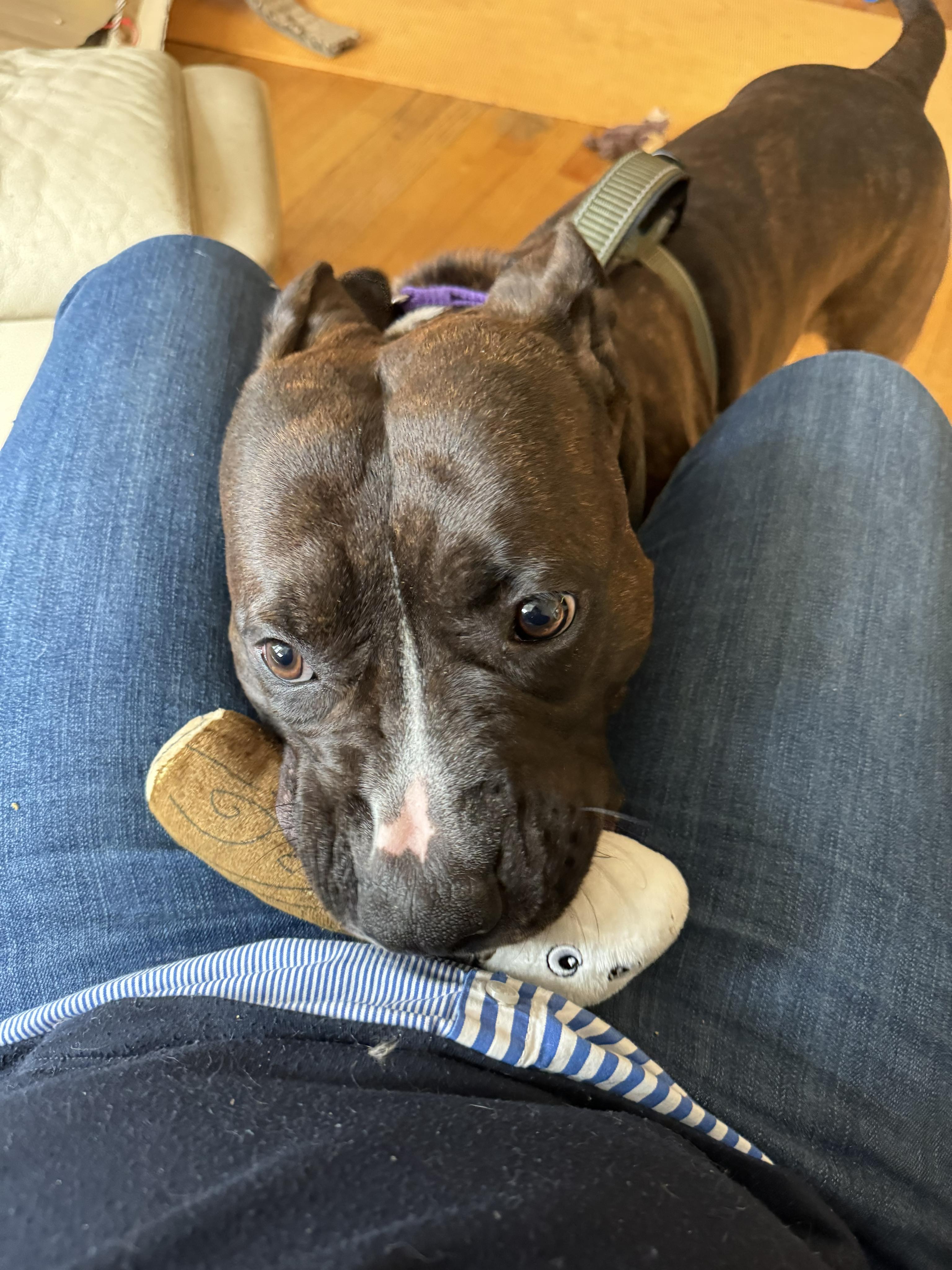 Chubby, a Adoptable mixed breed in Irvington, NY image 3/6