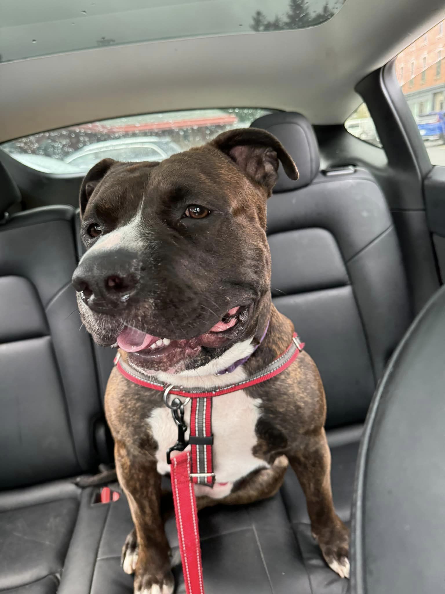 Chubby, a Adoptable mixed breed in Irvington, NY image 5/6