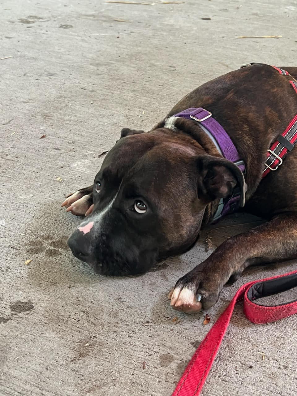 Chubby, Adoptable, Adult Male American Staffordshire Terrier.