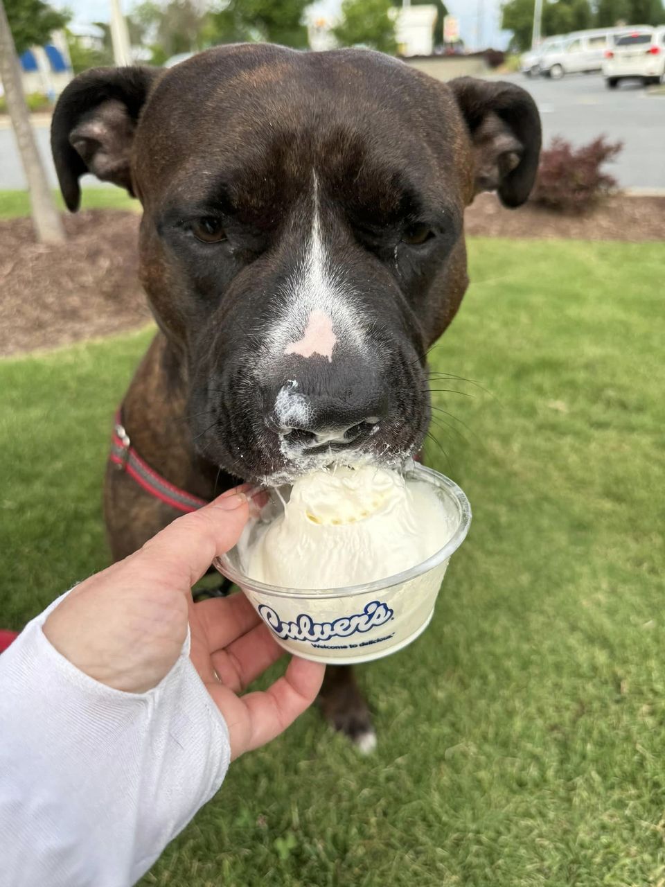 Chubby, a Adoptable mixed breed in Irvington, NY image 2/6