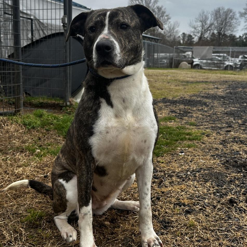 Judy, ADOPTABLE, Adult Female Mixed Breed.