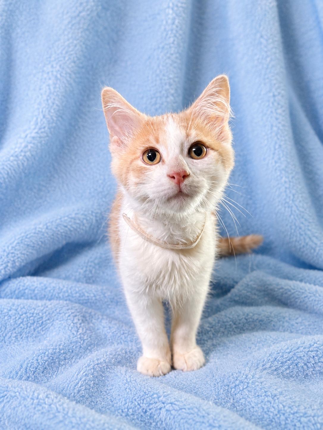 Enlarge FRITO, a Adopted Domestic Short Hair in Tillsonburg, ON image 5/6