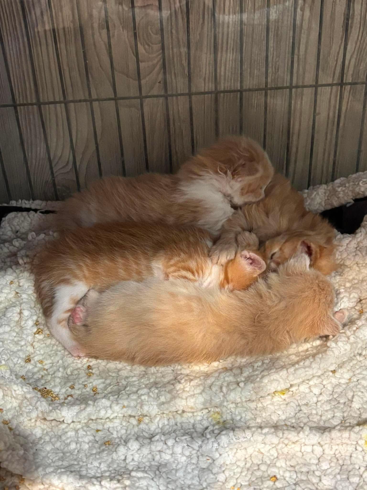 Enlarge FRITO, a Adopted Domestic Short Hair in Tillsonburg, ON image 6/6
