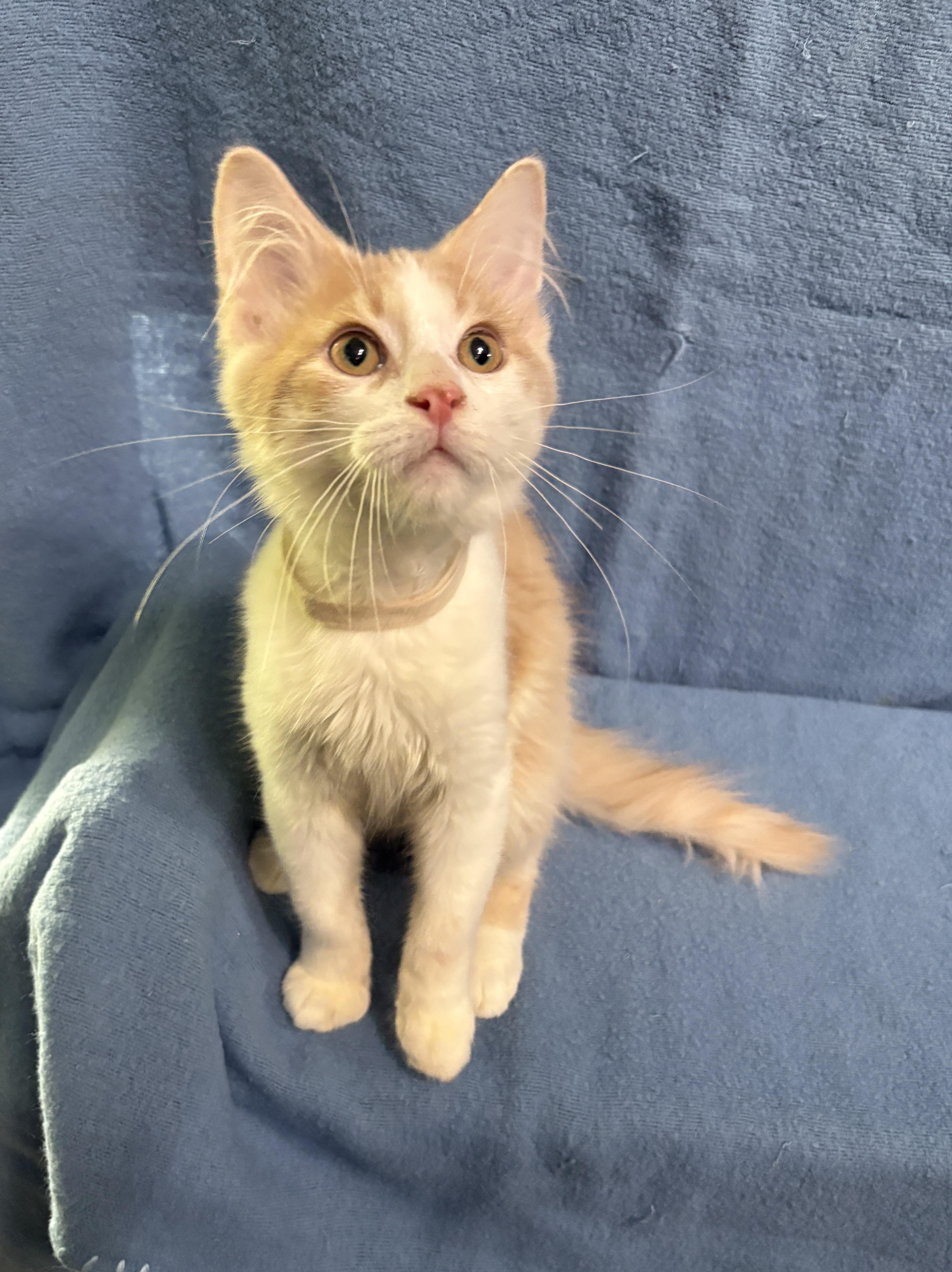 Enlarge FRITO, a Adopted Domestic Short Hair in Tillsonburg, ON image 1/6