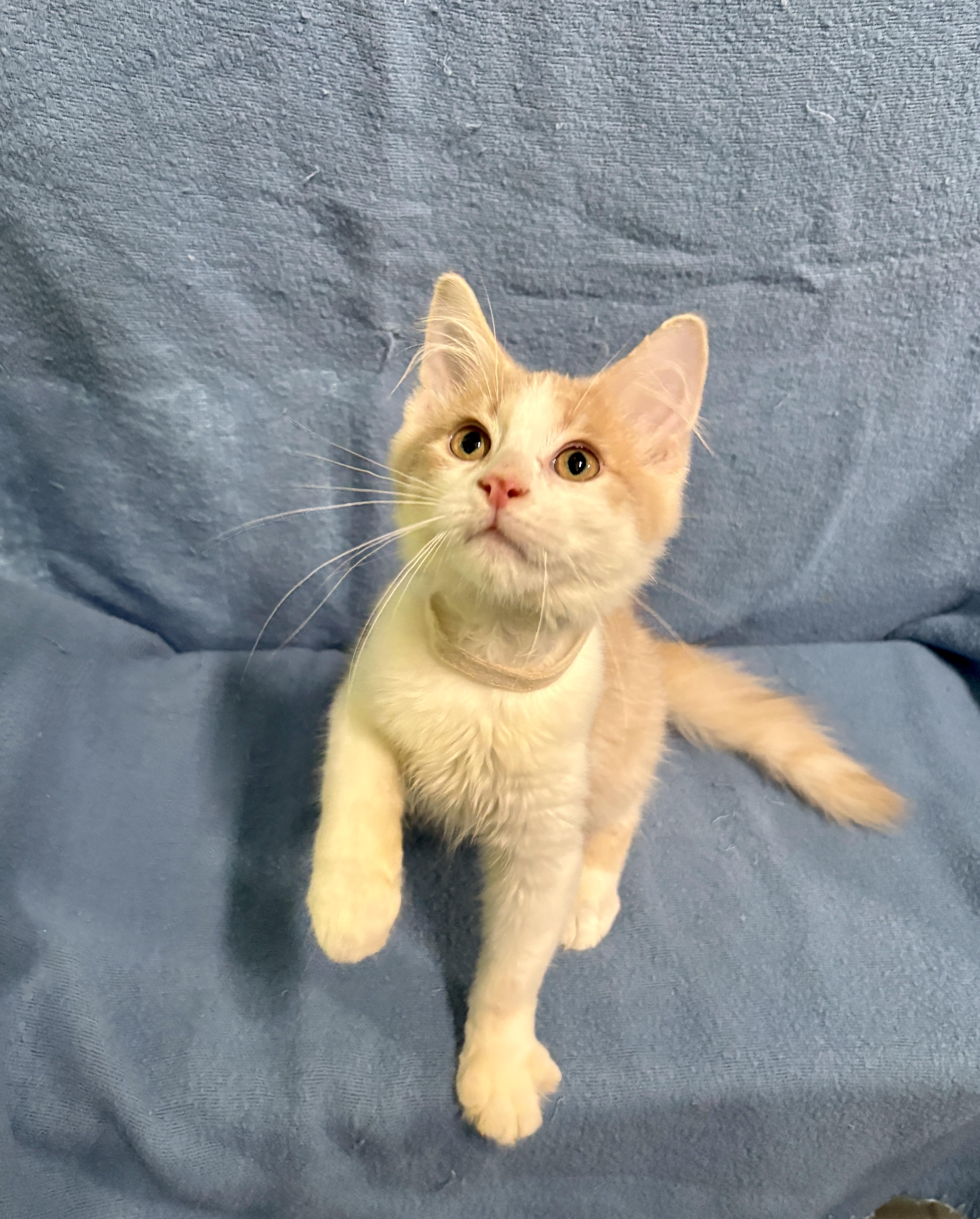 Enlarge FRITO, a Adopted Domestic Short Hair in Tillsonburg, ON image 4/6