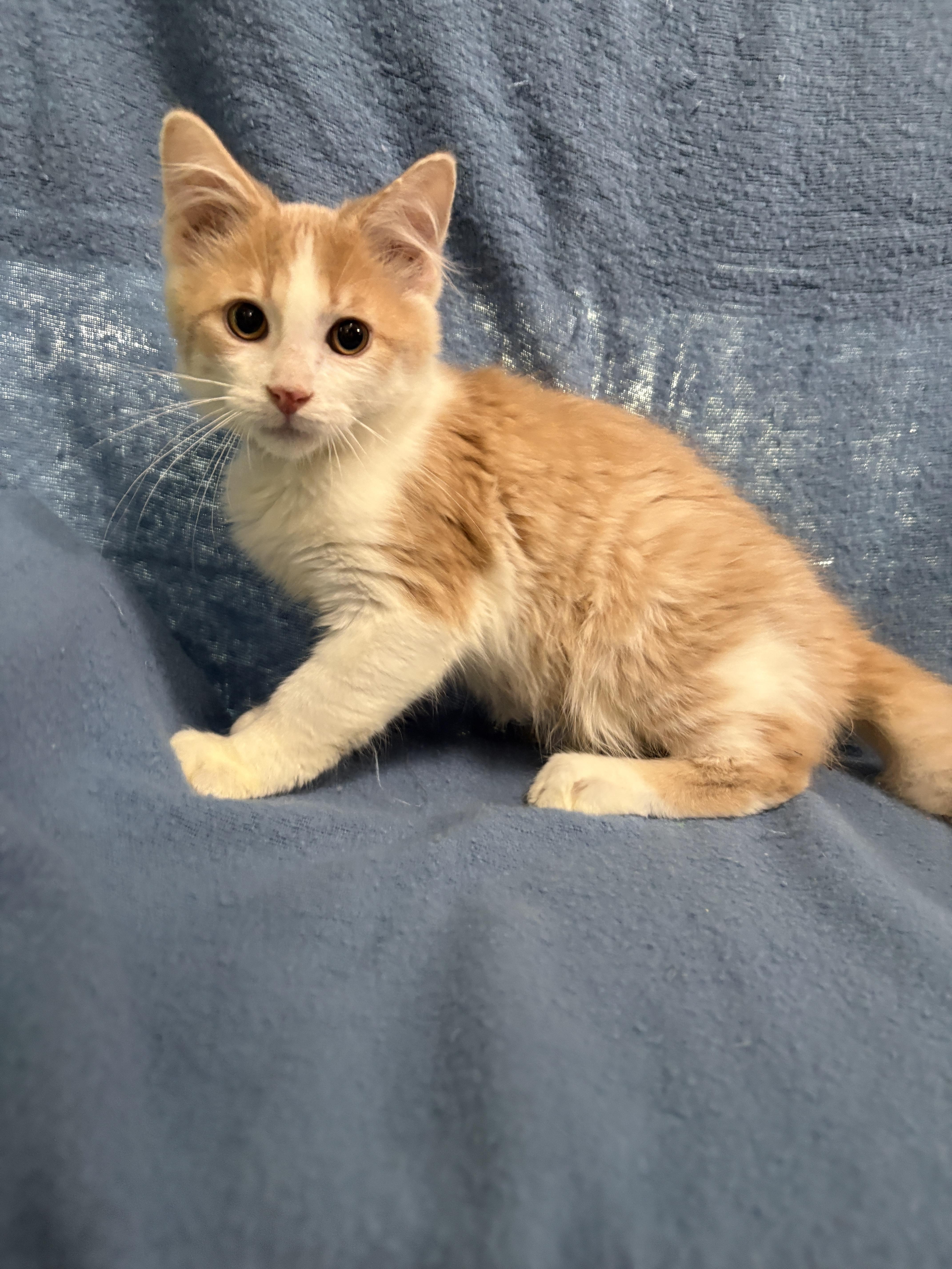 Enlarge FRITO, a Adopted Domestic Short Hair in Tillsonburg, ON image 3/6